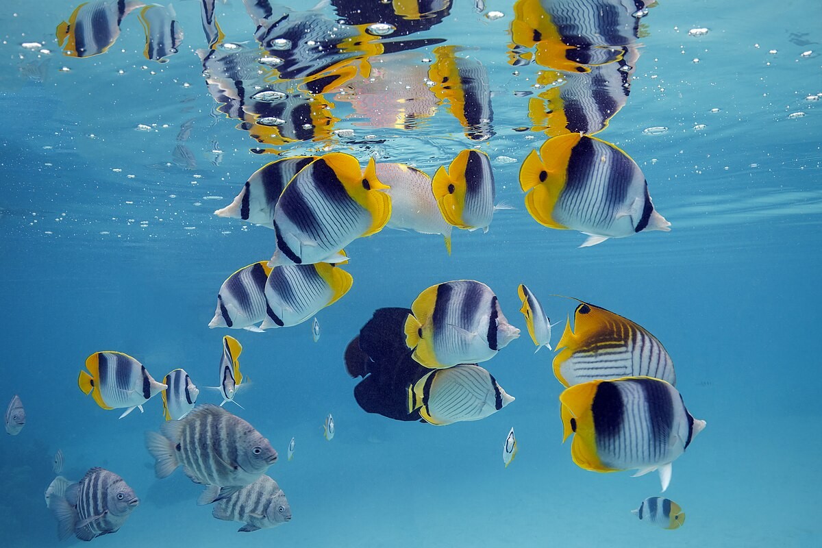 Japanese fish and sea creatures vocabulary list